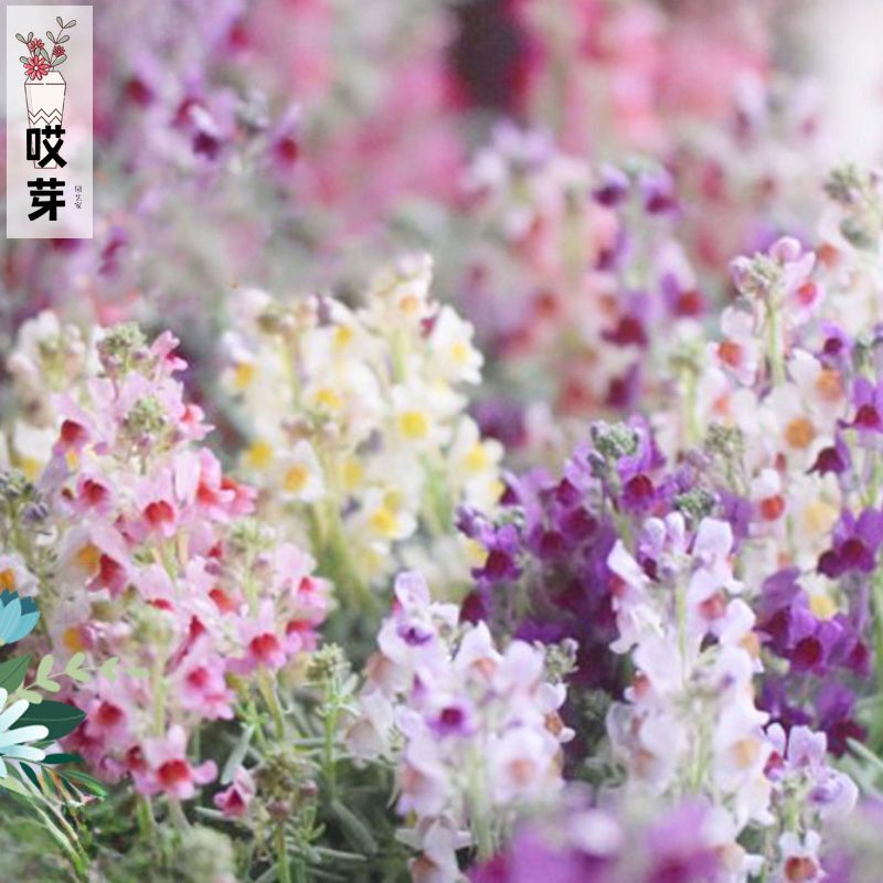 进口姫金鱼草种子 孔雀鱼系列多色可选 阳台庭院盆栽矮生柳穿鱼