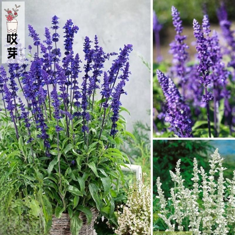 进口鼠尾草种子 维多利亚精选 Victoria Choice 庭院阳台盆栽香草