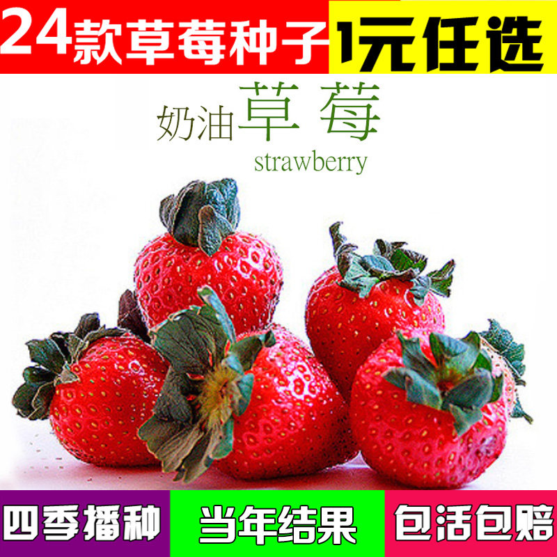 草莓种子 奶油草莓 家庭易种盆栽红草莓 四季播种攀缘草莓种子