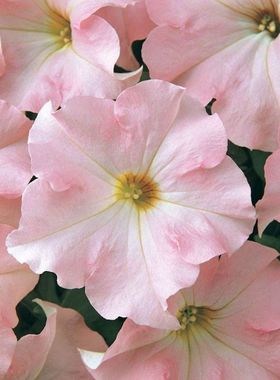 进口大花矮牵牛种子 梦幻系列Petunia 多色可选四季阳台花园盆栽