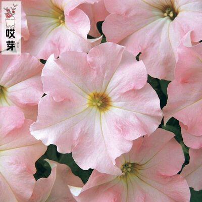 进口大花矮牵牛种子 梦幻系列Petunia 多色可选四季阳台花园盆栽