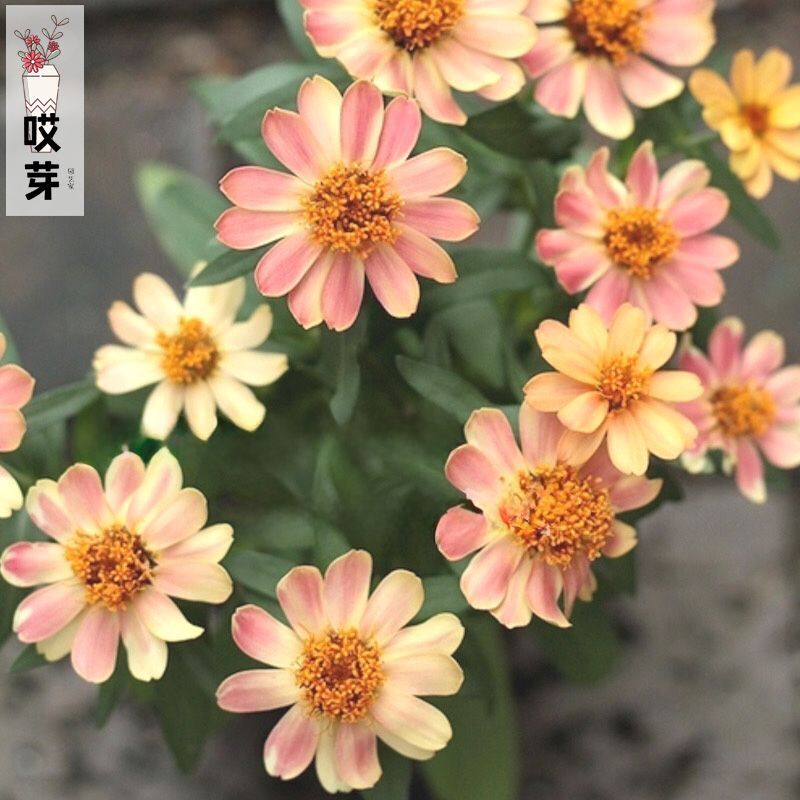 进口小百日草种子合集一 浅杏黄色渐变星光玫瑰树莓波纹三文鱼