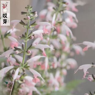 进口鼠尾草种子 夏日宝石粉色 SummerJewel 庭院阳台盆栽花卉香草