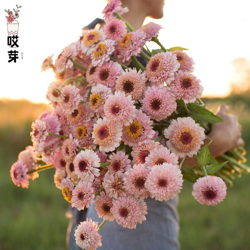 进口切花百日草种子 辛德瑞拉系列Zinderella 多色可选耐热花卉