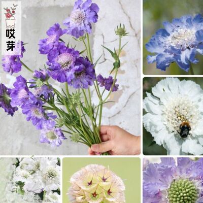 进口高加索蓝盆花种子 荣誉 Fama 耐寒阳台庭院盆栽耐寒高山植物