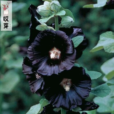 进口单瓣黑色蜀葵种子 Black Hock 四季庭院盆栽花镜植物花卉种籽