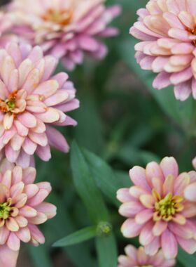 进口矮生重瓣小百日草种子 Salmon 鲑红色扎哈拉耐热盆栽植物花卉