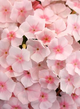 进口矮生福禄考种子 爱诗鲑红色 Ethnie Salmon 情歌柔粉色盆栽