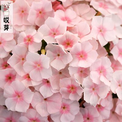 进口矮生福禄考种子 爱诗鲑红色 Ethnie Salmon 情歌柔粉色盆栽