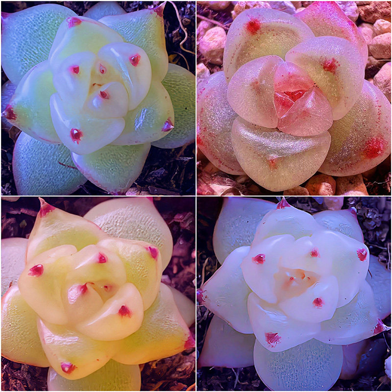 星钻珍妮种子贵货玻璃体荧光幻彩家庭园艺种子