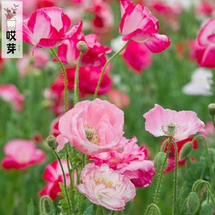 进口雪莉虞美人种子 真雪莉 Ture Shirley 盆栽切花阳台花园植物