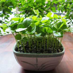 九里香种子 桌面阳台盆栽植物花卉 四季播种小森林清新水培植栽