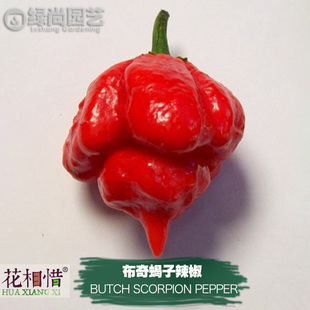 布奇蝎子辣椒种子进口特辣魔鬼椒四季阳台盆栽蔬菜种籽瓜果辣椒苗