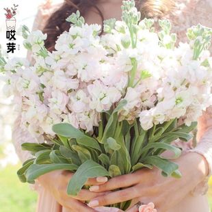 进口切花紫罗兰种子 铁樱桃樱花 Iron Cherry 四季庭院盆栽鲜花材