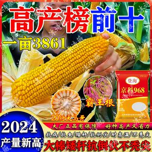 正品高产玉米种子大全三国审京科968抗旱耐涝耐盐碱南方北方通种