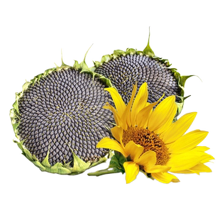 食用型向日葵种子矮葵花观赏高杆油葵种籽向阳花阳台盆栽地栽种植