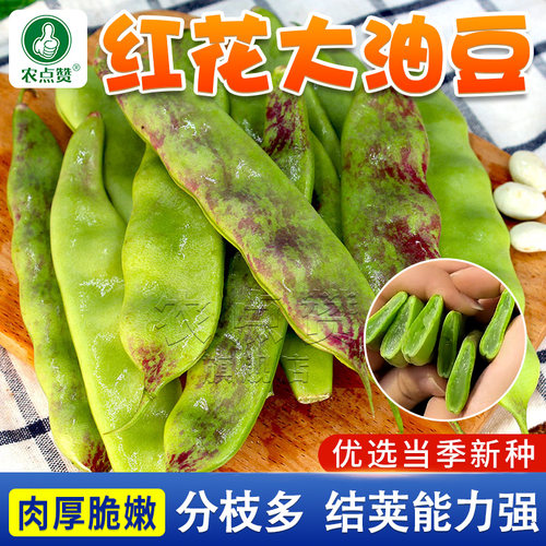 [30年种业大厂]东北油豆角种子