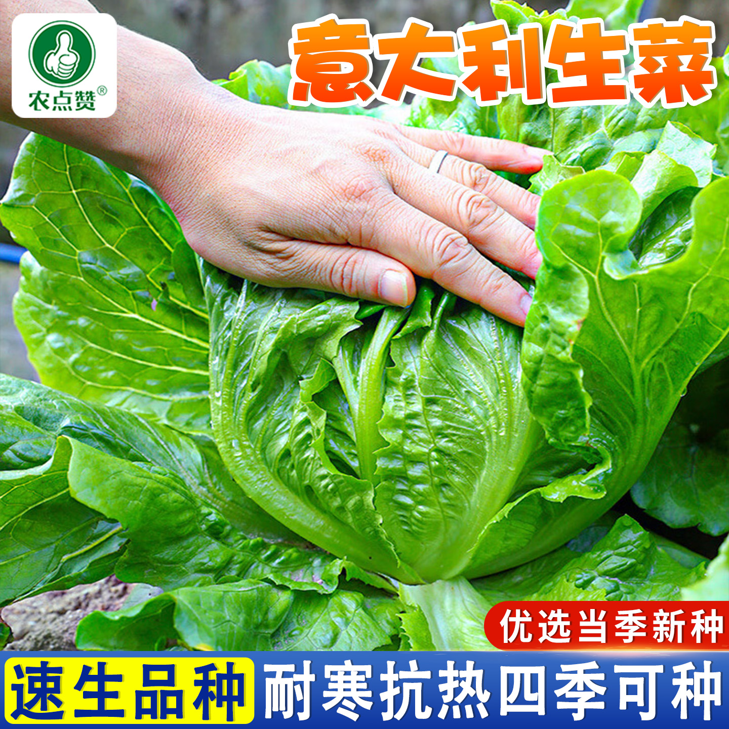 [四季可种]生菜种子大全