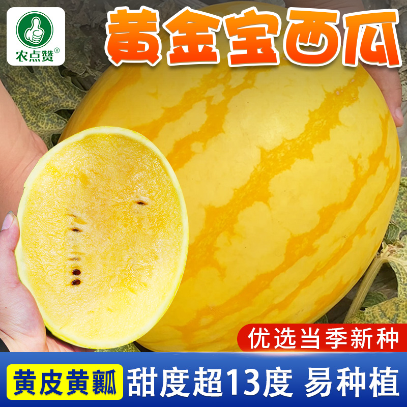 黄金宝西瓜种子早熟黄皮黄肉西瓜种籽大田超甜薄皮黄心西瓜种孑子