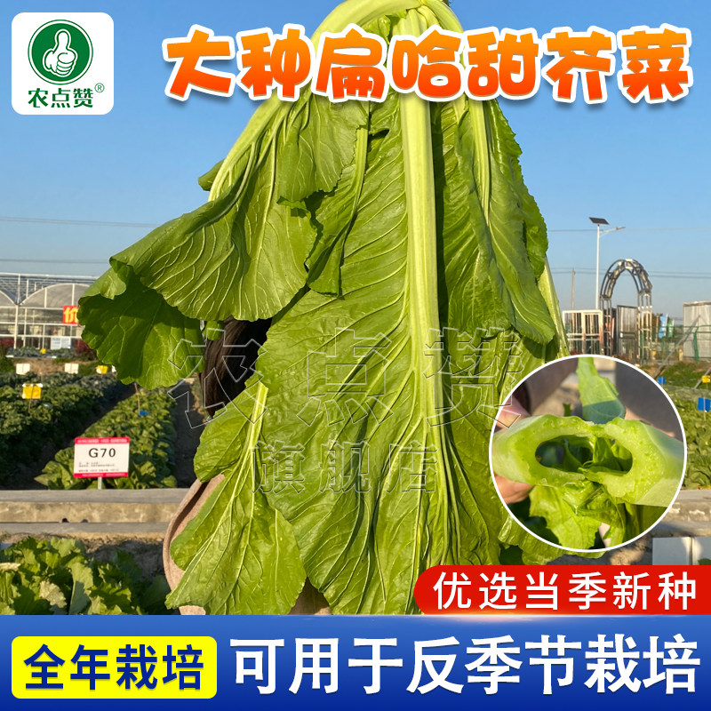大叶甜芥菜种子腌制做泡菜酸菜用广东大种肉扁哈四季耐热介菜种籽
