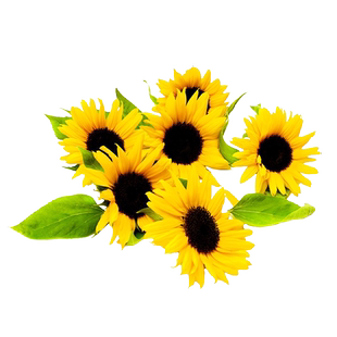 观赏向日葵种子观赏花种籽多头葵花向阳花籽矮秆室内外望日葵种孑