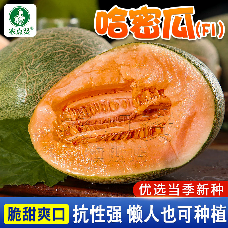 新疆哈密瓜种子香甜脆水果哈密瓜种籽网纹绿黄金色瓜香瓜甜瓜种孑