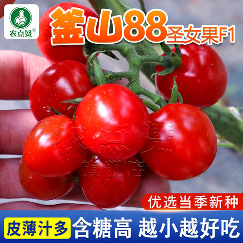 [30年种业大厂]釜山88圣女果种子