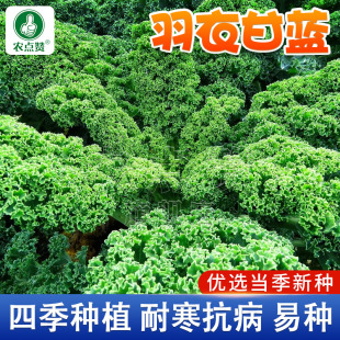 食用羽衣甘蓝种子耐寒甘蓝种籽皱叶甘兰种孑四季 阳台盆栽蔬菜种子