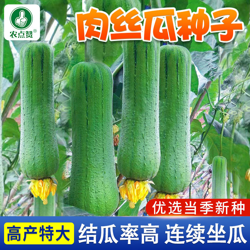 丝瓜种子大全肉棱白长苹果丝瓜籽种天萝絮瓜夏季抗热四季蔬菜种子