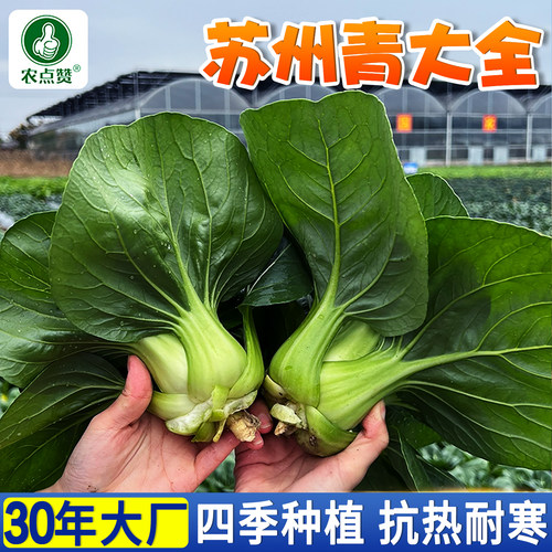 [30年大厂]青菜种子大全四季种植