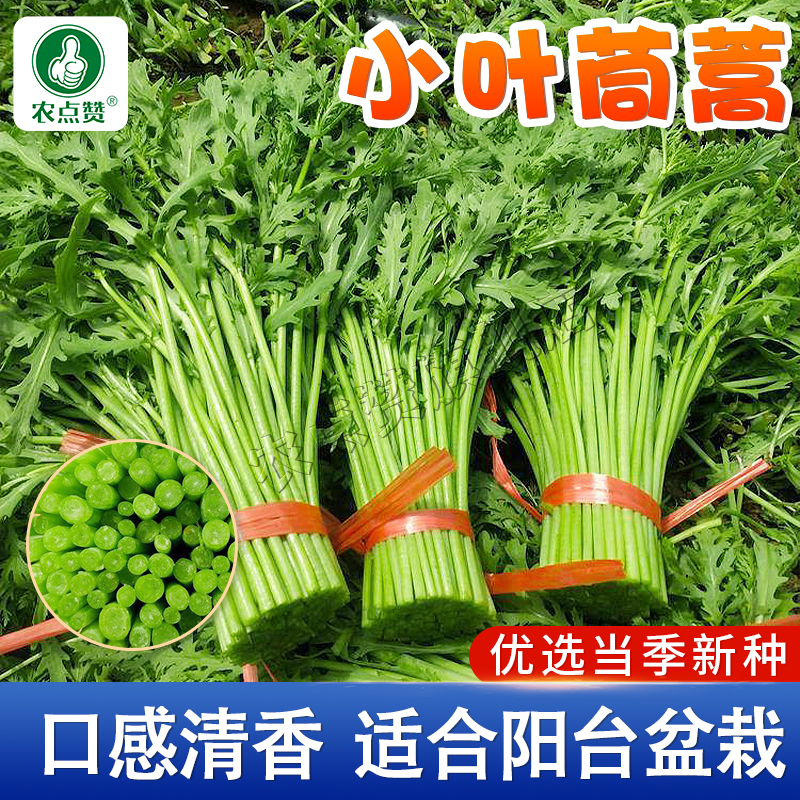 小叶茼蒿种子光杆皇帝秋季