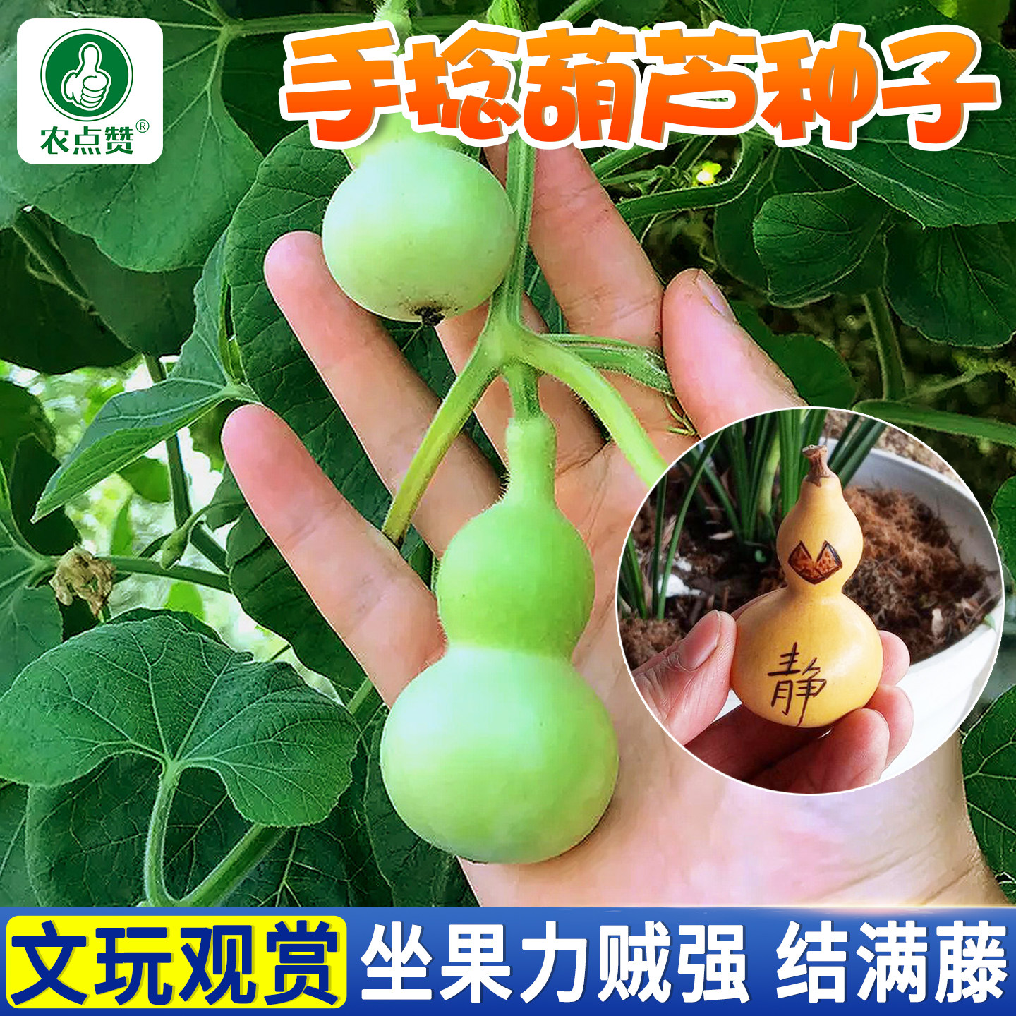 手捻葫芦种子文玩小葫芦籽种庭院盆栽观赏迷你亚腰小八宝葫芦种籽