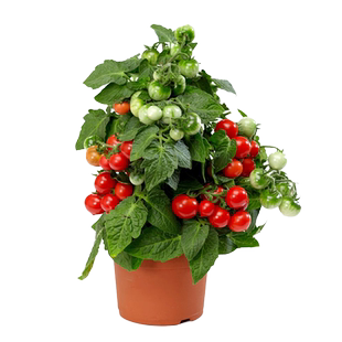 盆栽番茄种子四季矮生迷你小西红柿种籽阳台红千禧水果圣女果籽种