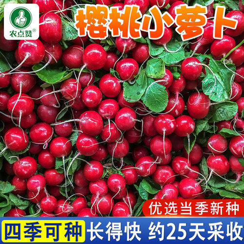 [阳台四季可种]樱桃萝卜种子