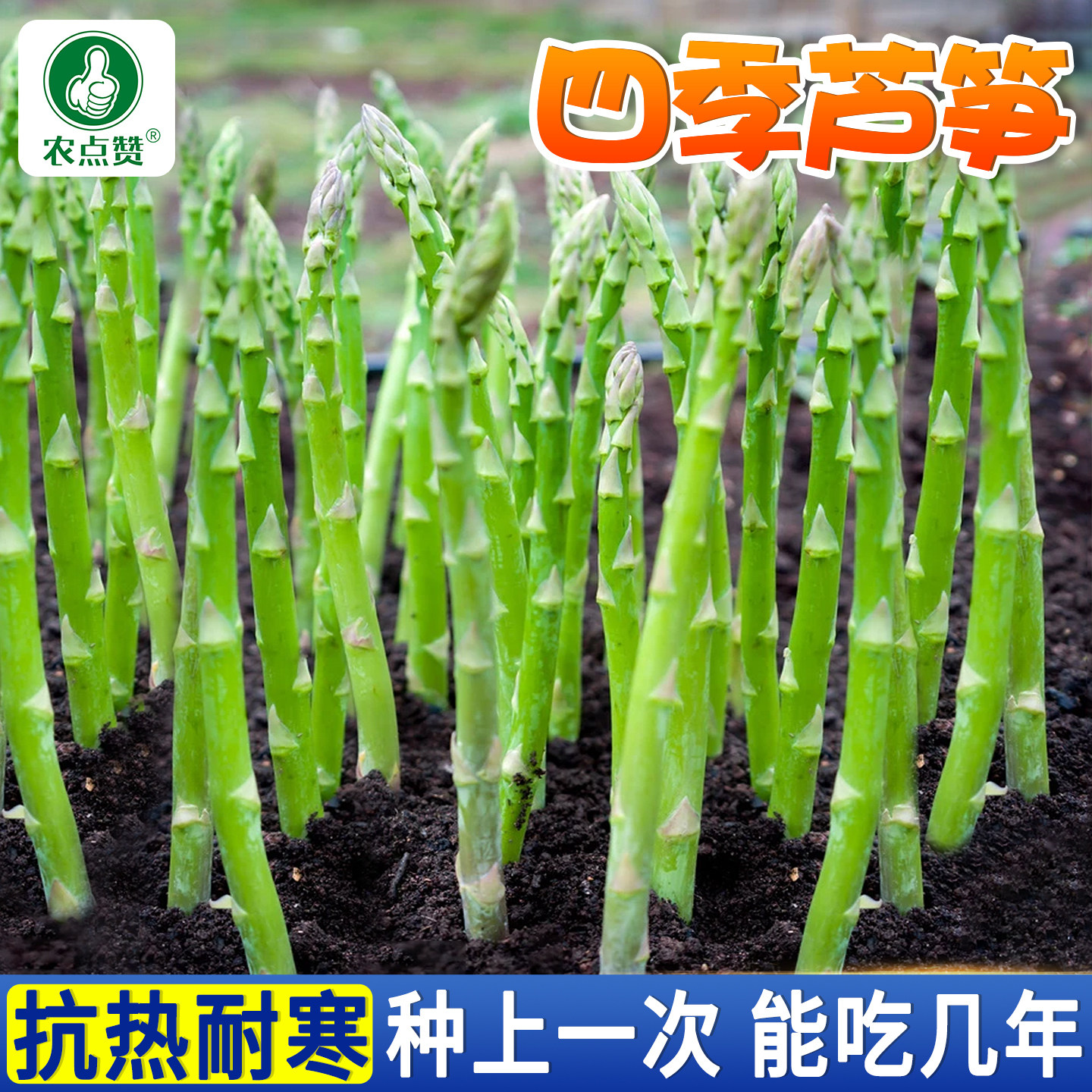 四季芦笋种子阳台盆栽紫卢笋籽种南荻笋绿白芦笋抗热耐寒蔬菜种子