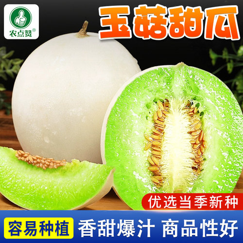 农点赞四季脆甜玉菇瓜哈密瓜种子