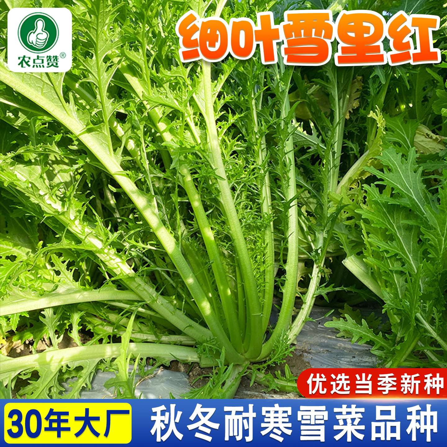 [安徽雪菜种子]细叶雪里红种籽