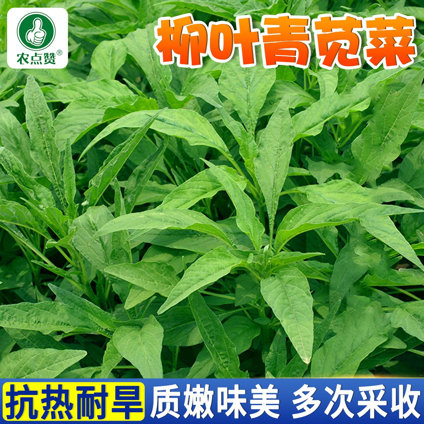 苋菜种子大全柳叶青苋菜籽种小叶花红汗菜白汉菜老品种红现菜种籽