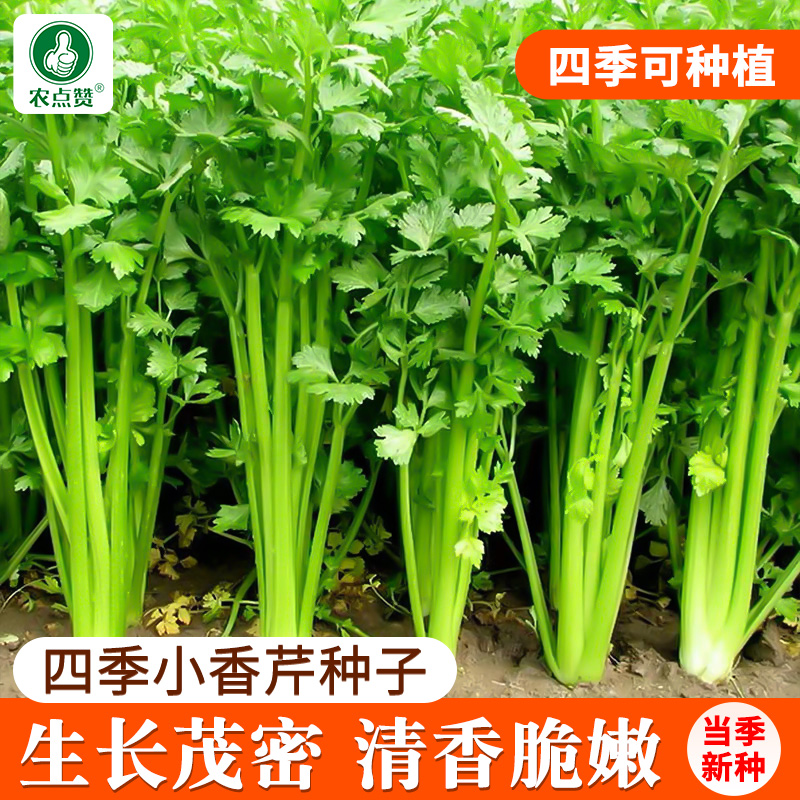 四季小香芹菜种孑南方黄心实芹芹菜种籽无筋细叶本地芹菜蔬菜孑 鲜花速递/花卉仿真/绿植园艺 家庭园艺种子 原图主图