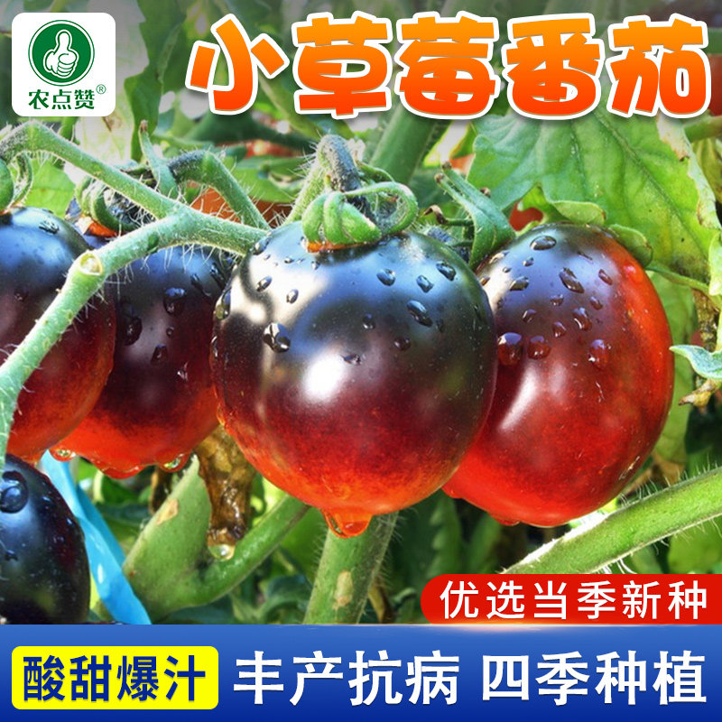 小草莓番茄种子小圣女果种籽水果樱桃铁皮柿子迷彩小番茄西红柿孑