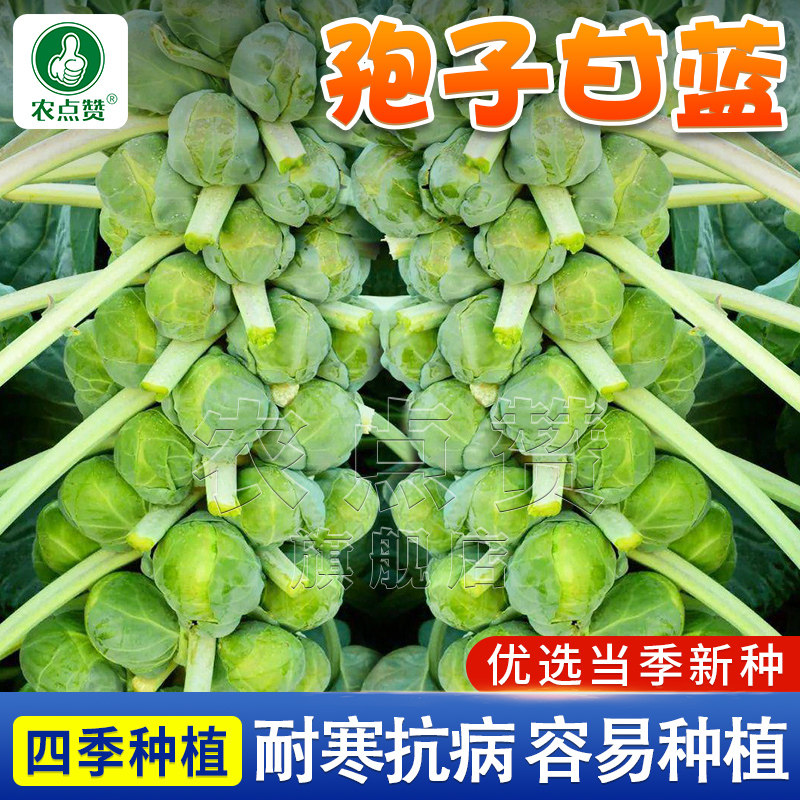 孢子甘蓝种子小圆包菜蔬菜种籽卷心菜包心甘兰抱子种孑四季盆栽籽