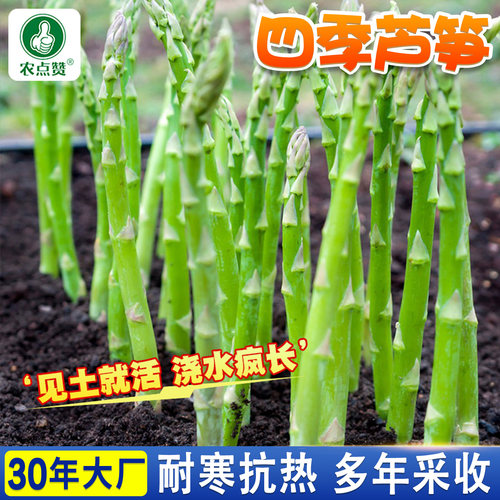 [芦笋种子]可多年采收/四季可种