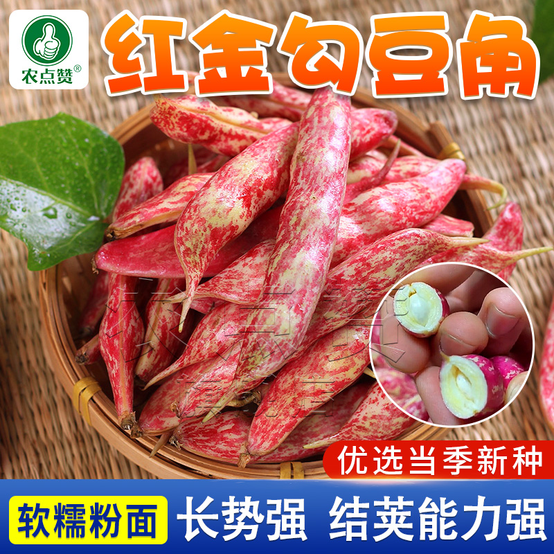 [红金勾/黄金勾]东北红油豆种子