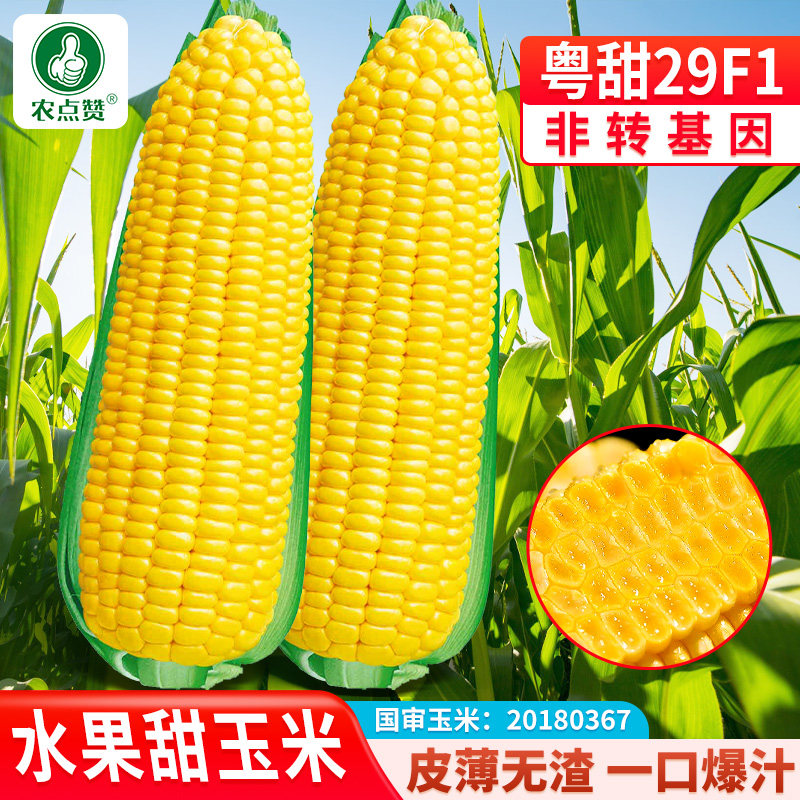 粤甜29号牛奶香超甜水果玉米种子脆糯四季春季种籽大田农户玉米种