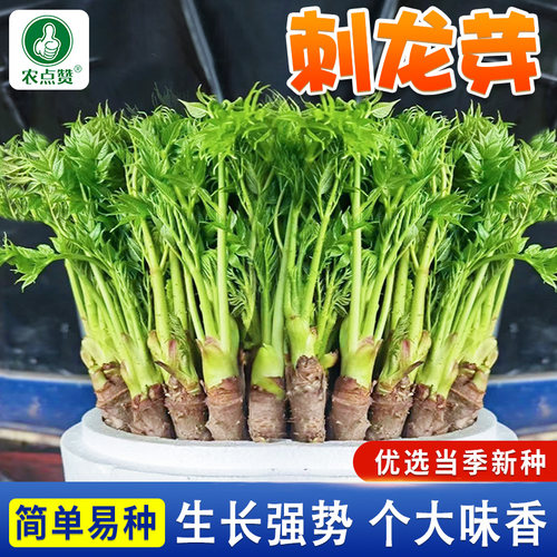 [特色蔬菜]刺龙芽菜种子