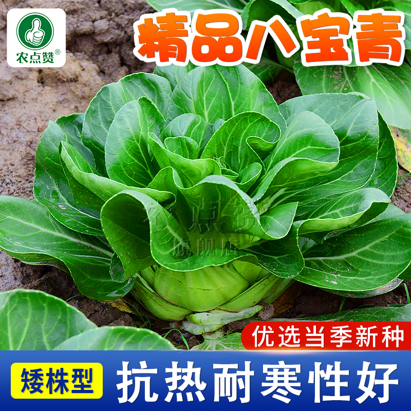 秋季八宝青菜矮脚种籽阳台盆栽