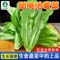 夏季油麦菜种子阳台盆栽甜麦菜耐热蔬菜种菜籽广东油麦菜种籽大全