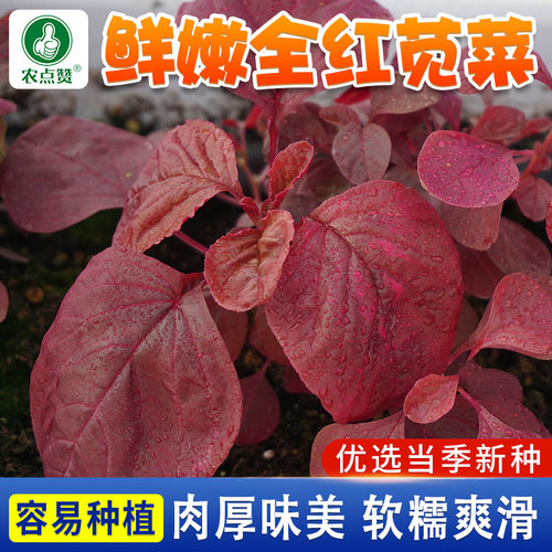 [耐寒耐热]全红苋菜种子