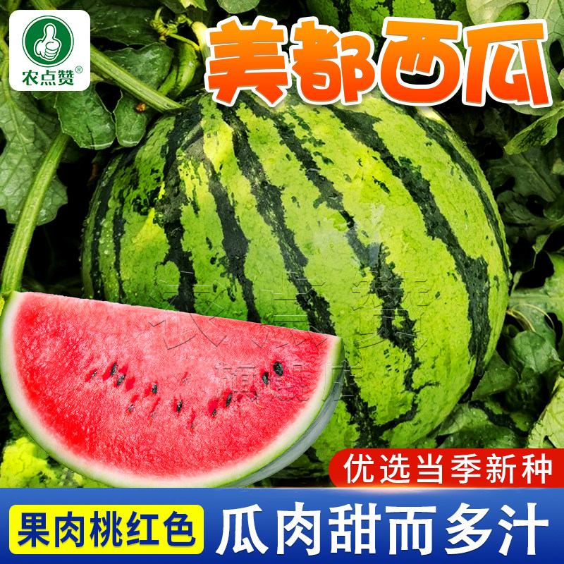 正宗美都西瓜种子中熟本地老品种花皮圆西瓜籽种耐储运贮甜瓜种籽
