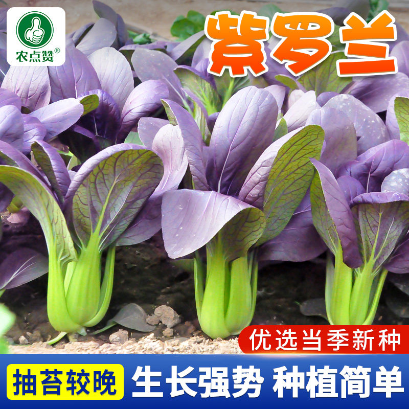 紫罗兰油菜种子四季小白菜种籽小青菜耐热红紫油菜阳台种植蔬菜籽